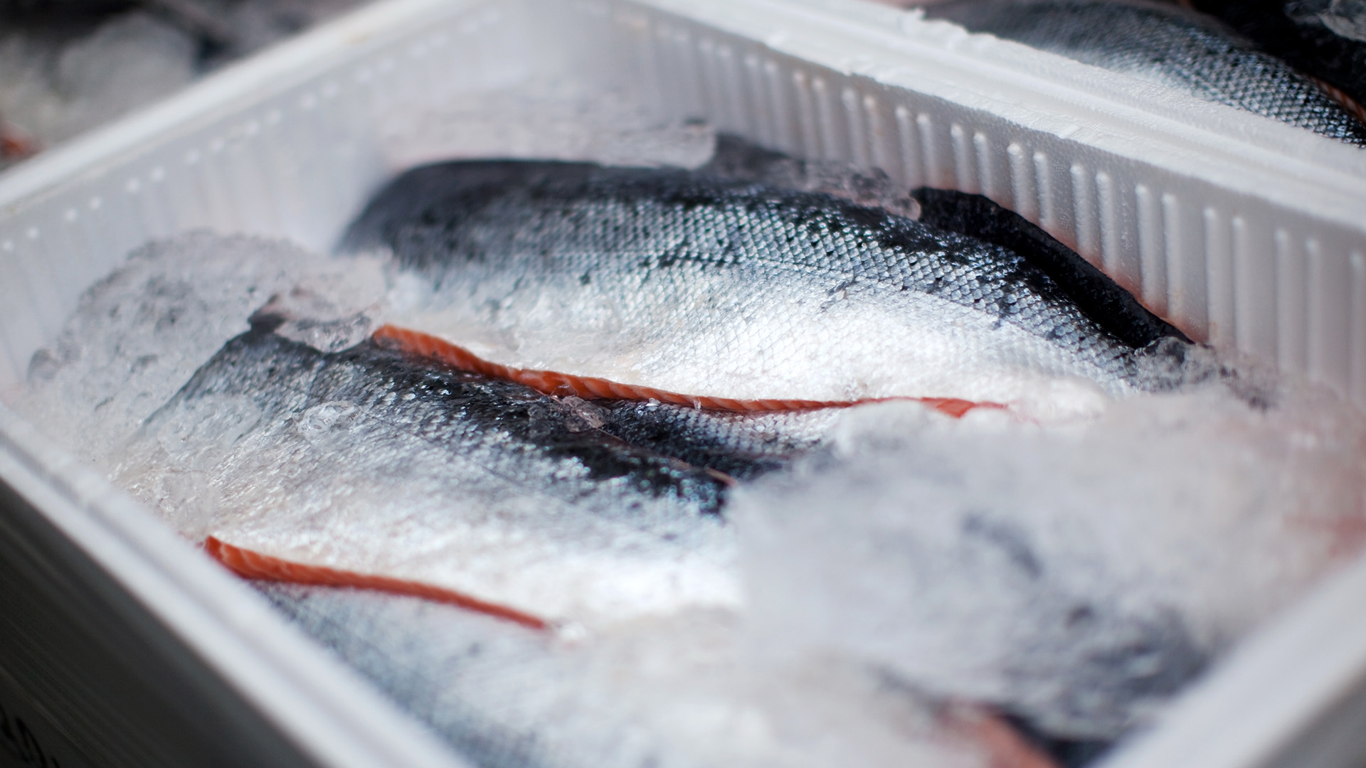 Seafood Testing & Inspection Services| Bureau Veritas