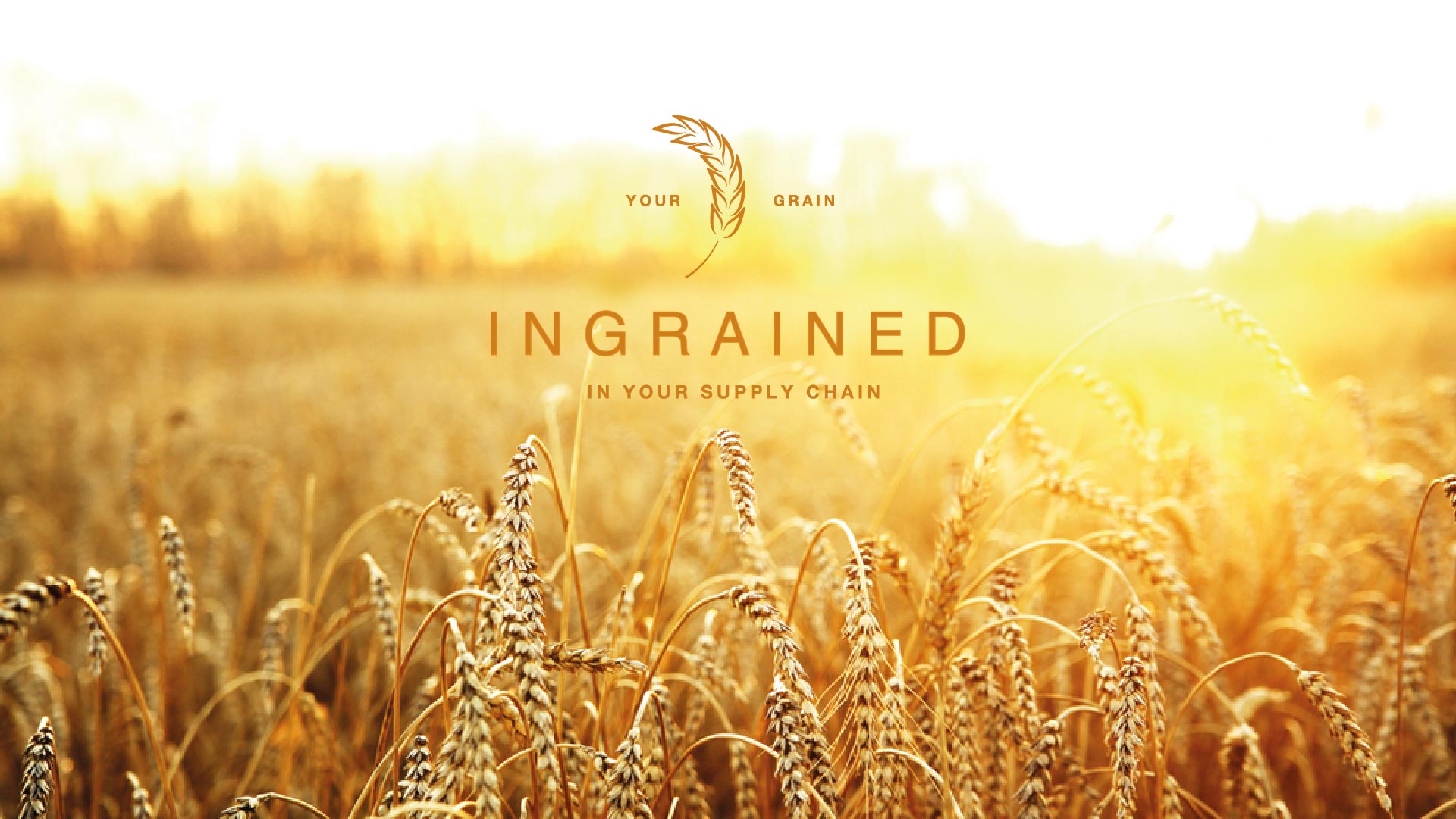 INGRAINED - Wheat Services