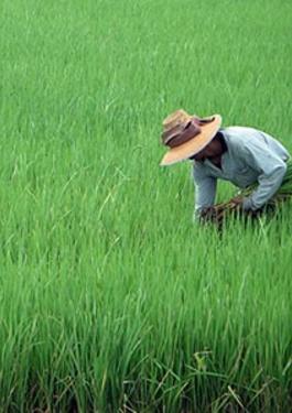 Rice Inspection Services