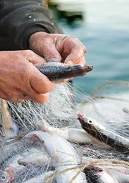 Seafood Testing & Inspection Services